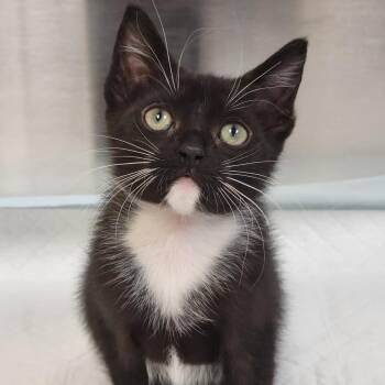 Jessie -  Domestic Short Hair Cat for Adoption in Sarasota, Florida - Jessie | PetCurious