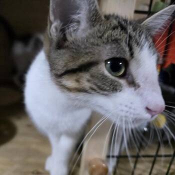 Soledad -  Domestic Short Hair Cat for Adoption in Sioux Falls, South Dakota - Soledad | PetCurious