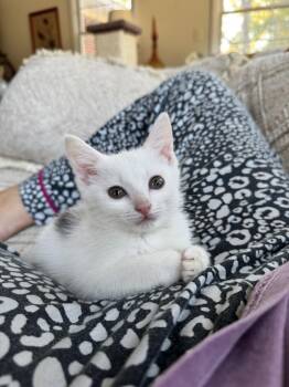 Fiona -  Domestic Short Hair Cat for Adoption in Stockbridge, Georgia - Fiona | PetCurious