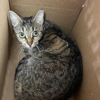 Domestic Short Hair Cats Available for Adoption in San Antonio, Texas - Alex | PetCurious