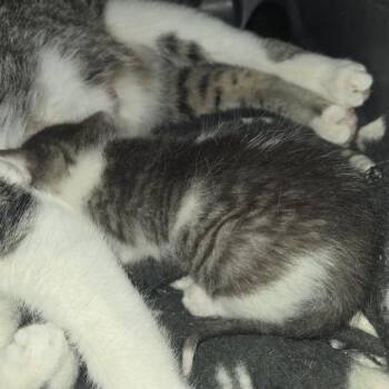 Domestic Short Hair Cats Available for Adoption in Sioux Falls, South Dakota - Orion | PetCurious