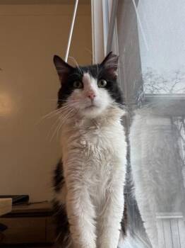 Domestic Long Hair and Domestic Short Hair Cats Available for Adoption in Westland, Michigan - Panda | PetCurious