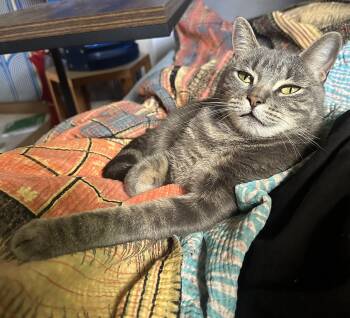 Rescue Domestic Short Hair Cats for Adoption in New York, New York - Myrtle | PetCurious