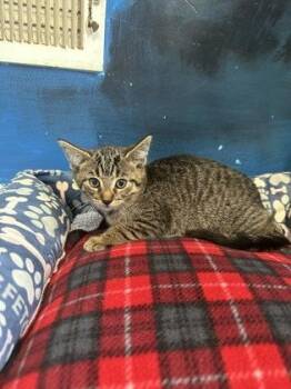 Drumstick -  Domestic Short Hair Cat for Adoption in Harbor Springs, Michigan - Drumstick | PetCurious