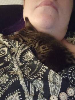 JUNIPER-ready in July -  Domestic Short Hair Cat Available for Adoption in Glen Raven, North Carolina - JUNIPER-ready In July | PetCurious