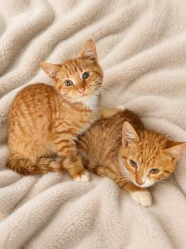 Oliver & Dodger -  Domestic Short Hair Cat for Adoption in Bayonne, New Jersey - Oliver & Dodger | PetCurious