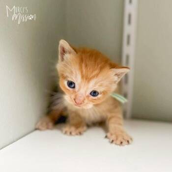 Rookie -  Domestic Short Hair Cat for Adoption in Spokane, Washington - Rookie | PetCurious