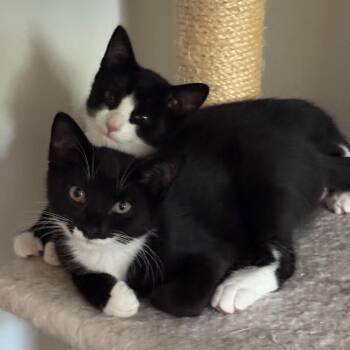 Artemis -  Domestic Short Hair Cat for Adoption in Westhampton, New York - Artemis | PetCurious