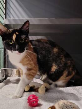 MU -  Domestic Short Hair Cat for Adoption in Leesburg, Virginia - MU | PetCurious