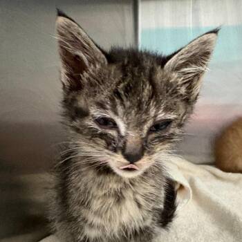 Narcissa -  Domestic Short Hair Cat for Adoption in Taos, New Mexico - Narcissa | PetCurious