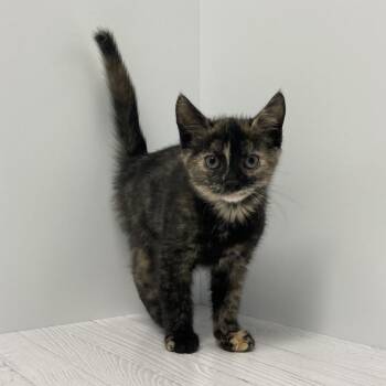 Marinara -  Domestic Short Hair Cat for Adoption in Dayton, Ohio - Marinara | PetCurious