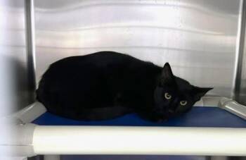 Noir -  Domestic Short Hair Cat for Adoption in Gwinn, Michigan - Noir | PetCurious
