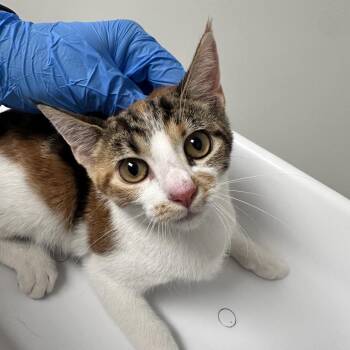 Winifred -  Domestic Short Hair Cat for Adoption in Concord, North Carolina - Winifred | PetCurious