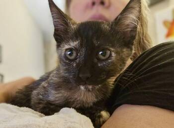 Rogue -  Domestic Short Hair Cat for Adoption in Green Valley, Arizona - Rogue | PetCurious