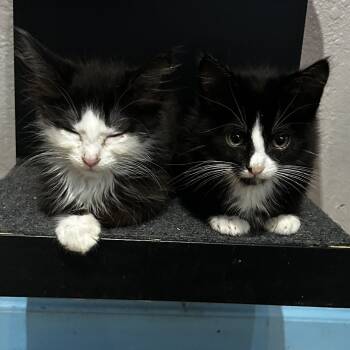 Rescue Domestic Short Hair Cats for Adoption in Pleasanton, California - Rachel | PetCurious