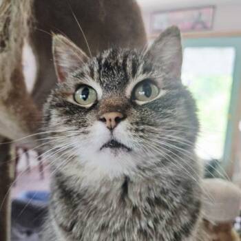 Torbie and Domestic Short Hair Cats Available for Adoption in Knoxville, Tennessee - Stacy | PetCurious