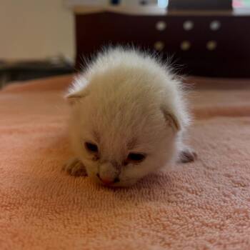 Pom Pom 18 -  Domestic Short Hair Cat for Adoption in Austin, Texas - Pom Pom 18 | PetCurious