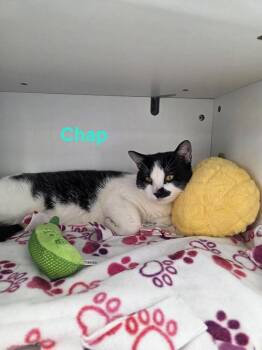 Domestic Short Hair Cats Available for Adoption in Minneapolis, Minnesota - Chap | PetCurious