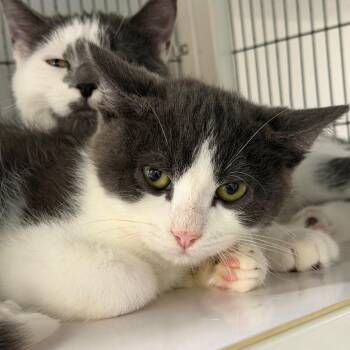 Gatsby -  Domestic Short Hair Cat for Adoption in Hampton Bays, New York - Gatsby | PetCurious
