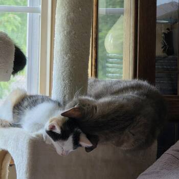 Sasha -  Domestic Short Hair Cat for Adoption in Buffalo, Minnesota - Sasha | PetCurious