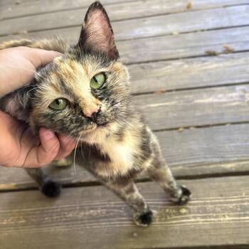 Frenchie -  Domestic Short Hair Cat for Adoption in Winston-salem, North Carolina - Frenchie | PetCurious