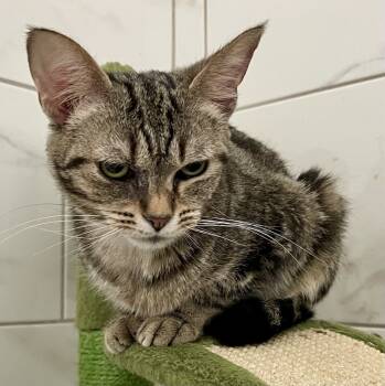 Rescue Tabby Cats for Adoption in Chicago, Illinois - Melinda | PetCurious