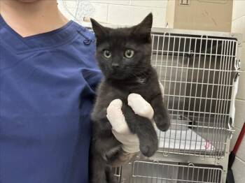 Domestic Medium Hair Cats Available for Adoption in Santa Fe, New Mexico - DOODLE | PetCurious