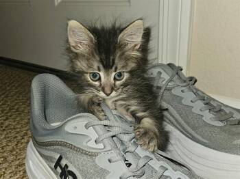 HAIRY HARRY THE LORAX -  Domestic Short Hair Cat for Adoption in Camarillo, California - HAIRY HARRY THE LORAX | PetCurious