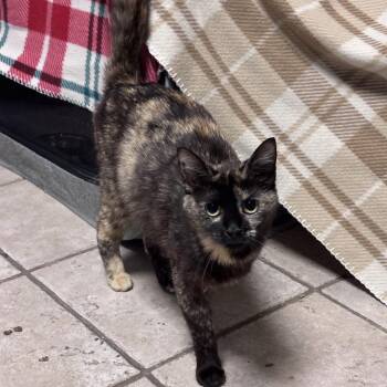 Alley -  Domestic Short Hair Cat for Adoption in New York, New York - Alley | PetCurious