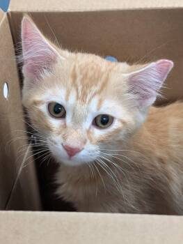 Mateo -  Domestic Short Hair Cat for Adoption in Adrian, Michigan - Mateo | PetCurious