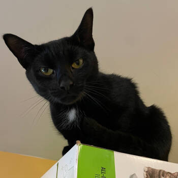 Rescue Domestic Short Hair Cats for Adoption in Port Washington, New York - Zoya | PetCurious