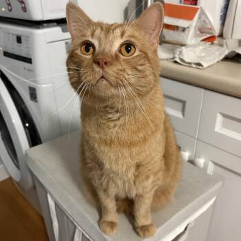 Mikey -  Domestic Short Hair Cat for Adoption in Warwick, Rhode Island - Mikey | PetCurious