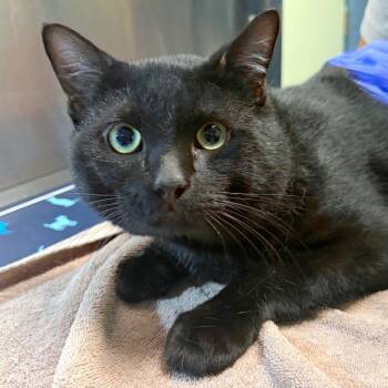 Cold Brew -  Domestic Short Hair Cat for Adoption in Providence, Rhode Island - Cold Brew | PetCurious
