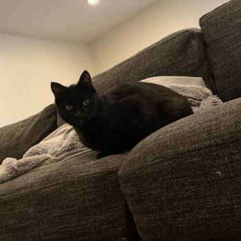 Vermi -  Domestic Short Hair Cat for Adoption in Murray, Utah - Vermi | PetCurious