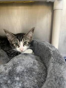 Ivy -  Domestic Short Hair Cat for Adoption in Largo, Florida - Ivy | PetCurious