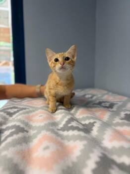River -  Domestic Short Hair Cat for Adoption in Lovingston, Virginia - River | PetCurious