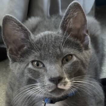 Rescue Domestic Short Hair Cats for Adoption in Bismarck, North Dakota - Sparks | PetCurious