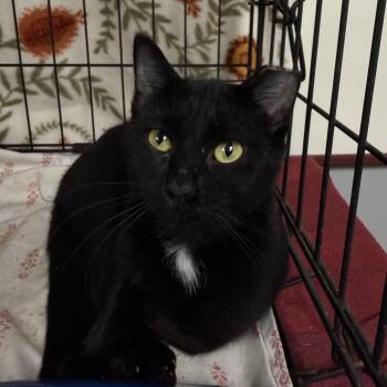 Rescue Domestic Short Hair Cats for Adoption in New York, New York - Kiko | PetCurious