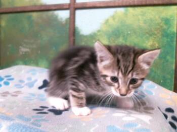 Domestic Short Hair Cats Available for Adoption in Houston, Texas - THYME | PetCurious
