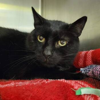 Domestic Short Hair Cats Available for Adoption in Columbia, Missouri - Reuben James | PetCurious