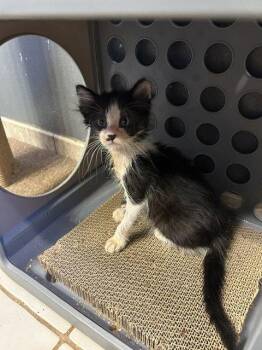 Buster -  Domestic Medium Hair Cat for Adoption in Orlando, Florida - Buster | PetCurious