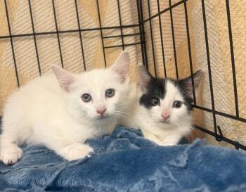 Smudge -  Domestic Short Hair Cat for Adoption in Hudson, New York - Smudge | PetCurious