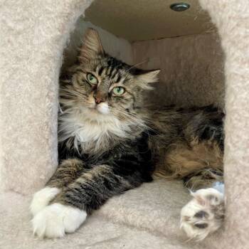 Rescue Domestic Long Hair Cats for Adoption in Las Vegas, Nevada - Sunflower | PetCurious