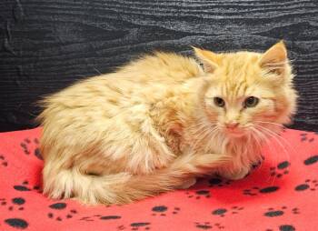 Domestic Long Hair Cats Available for Adoption - Whiskey | PetCurious