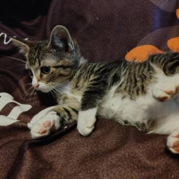 Rescue Domestic Short Hair Cats for Adoption in Bentonville, Arkansas - Sally Field | PetCurious