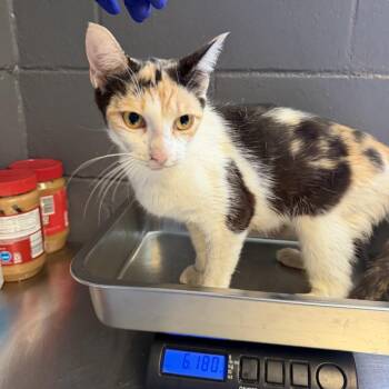 TUSC-Stray-84839 -  Domestic Short Hair Cat for Adoption in Tuscaloosa, Alabama - TUSC-Stray-84839 | PetCurious