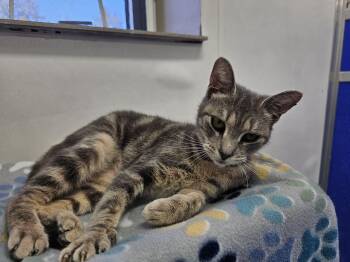 Domestic Short Hair Cats Available for Adoption in Dunkirk, New York - Nina | PetCurious