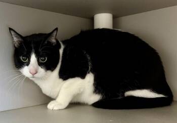 ACE -  Domestic Short Hair Cat for Adoption in Kalamazoo, Michigan - ACE | PetCurious