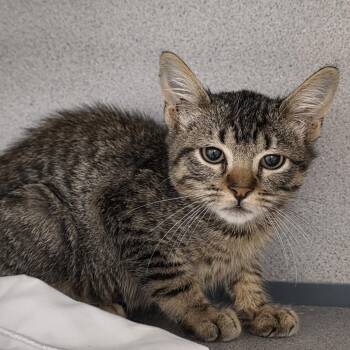 Buggsie -  Domestic Short Hair Cat for Adoption in Goleta, California - Buggsie | PetCurious
