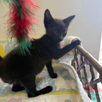 Domestic Short Hair Cats Available for Adoption - Theo | PetCurious